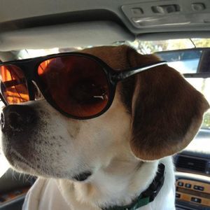 Meet your Posher, Cornelius